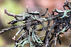Morphology of Hypogymnia Lichen