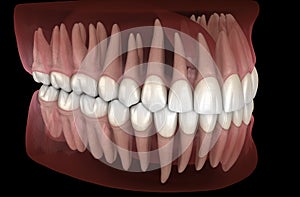 Morphology of mandibular and maxillary human gum and teeth. Medically accurate tooth illustration