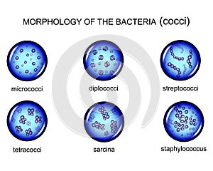 Morphology of microorganisms. cocci photo