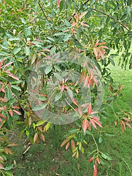 Oxydendrum arboreum photo