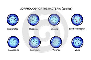 Morphology of rod-shaped bacteria