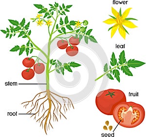 Morphology of tomato plant with green leaves, red fruits, yellow flowers and root system isolated on white backgro