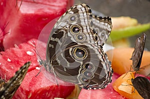 Morphos Butterfly