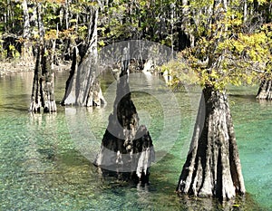 Morrison Springs Florida Cypress Tree Landscape