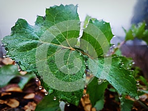 morrning dew on green leaves