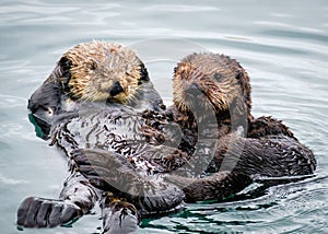 Morro Bay Sea Otters, California