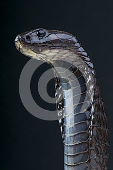 Morrocan cobra / Naja legionis photo