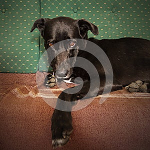 Morroco dog abandoned