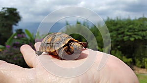 Morrocoy, tortoise baby