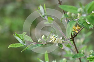 Morrow`s honeysuckle Lonicera morrowii, flowers and buds