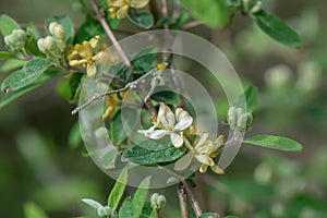 Morrow`s honeysuckle Lonicera morrowii, flowers and buds on a twig