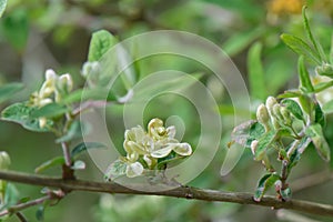 Morrow`s honeysuckle Lonicera morrowii, flowers on a twig