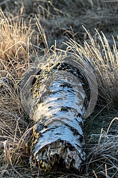 Morsches StÃ¼ck Birke