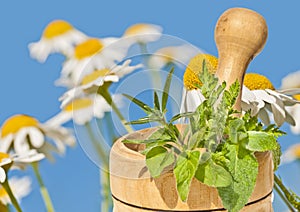 Mortar with herbs and camille photo