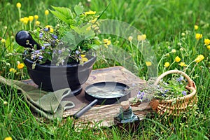 Mortar of medicinal herbs, old book, infusion bottle, basket and magnifying glass on a grass on meadow