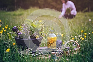 Mortar of medicinal herbs, old book, infusion bottle, scissors, basket and magnifying glass on a grass on meadow. Woman gathering