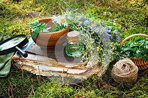 Mortar of medicinal herbs, old book, infusion or essential oil bottle, basket and magnifying glass on a moss in forest