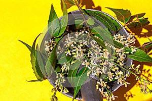 Mortar and pestle with medicinal neem leaves with twigs on yellow background, neem flowers and leaves in mortar, ayurveda plants