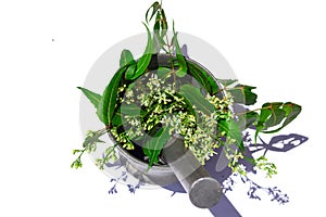 Mortar and pestle with medicinal neem leaves on white background, Azadirachta indica, neem tree showing compound leaves selective