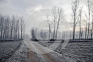 Mortara -12/30/2011: po valley winter field landscape covered with frost