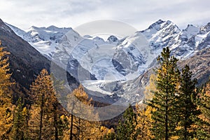 Morteratsch glacier with autumn larch trees