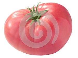 Mortgage Lifter  heirloom tomato Solanum lycopersicum fruit, large ribbed pink, isolated photo