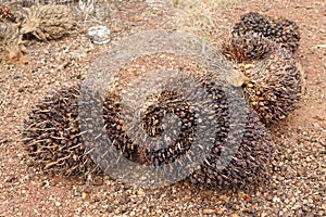 Mortify and dry palm