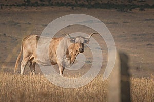 Morucha cattle in a field covered in the grass in Spanish Dehesa  Salamanca  Spain