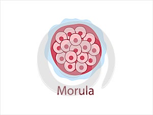 Morula