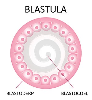 Morula. embryo cell consisting of 16 cells in a solid ball