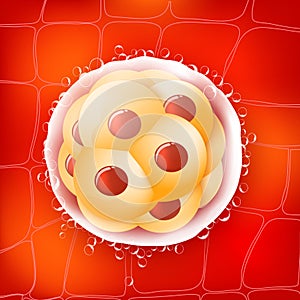 Morula is an embryo consisting of 16 cells in a solid ball contained within the zona pellucida photo