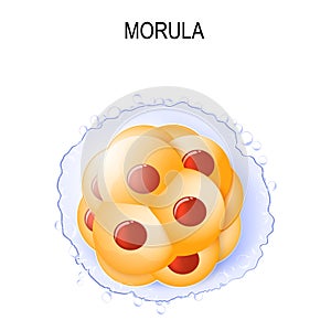 Morula. stages of segmentation of a fertilized ovum