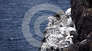 Morus bassanus chicks fighting over the rocks