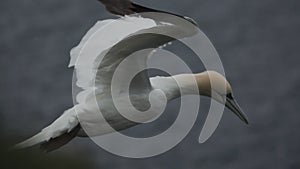 Morus bassanus flying gray ocean in slow-mo