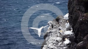 Morus bassanus gliding close to cliffs with nests in slow-mo