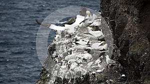 Morus bassanus gliding and landing near the cliffs while seagull glides