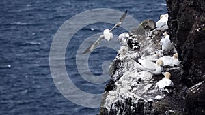 Morus bassanus gliding near the cliffs with nests in slow-mo