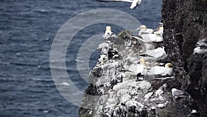 Morus bassanus gliding near the cliffs and seagull falling
