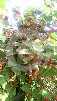 Morus black mulberry fruits photo