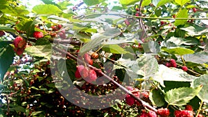 Morus red mulberry fruits photo