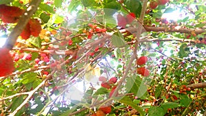 Morus red mulberry fruits tree photo
