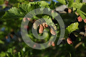 Morus plant with red black fruits, Mulberries