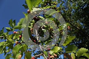 Morus plant with red fruits