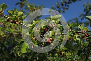 Morus plant with red fruits