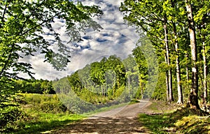 MorÃ©e forest loir et cher