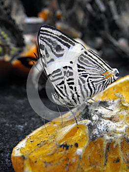 Mosaic Butterfly feeding on fermenting fruit