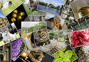 Mosaic collage with pictures of different places, landscapes, flowers, insects, objects and animals