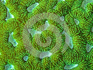 Mosaic Coral