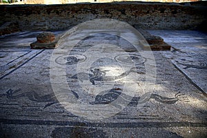 Mosaic depicting marine life with two dolphins, Piazza delle gilde or guilds, Ostia Antica excavations, Rome, Italy photo