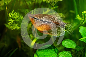 Mosaic gourami exotic fish underwater swim pearl gourami labyrinth fish anabantoidei, called climbing fish in nature aquarium tank